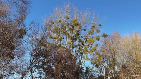 Mistletoe-on-Trees-top-revealed,-Mosonmagyarovar,-Hungary