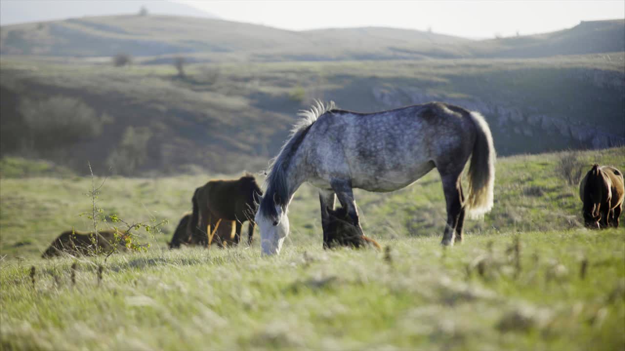 caballo en la pradera