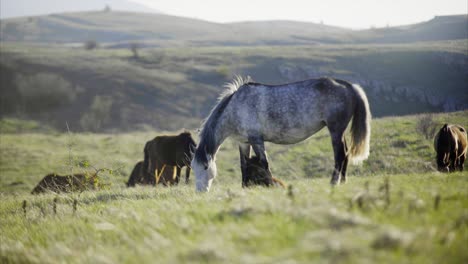 caballos de pastoreo