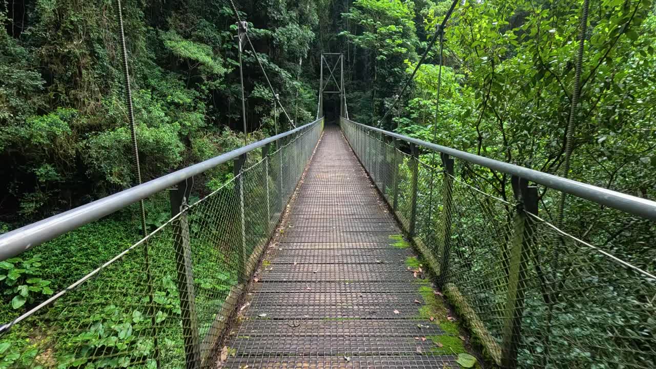 A serene walk across a suspension bridge in Dorrigo's lush rainforest, captured in slow motion with vibrant greenery and natural lighting