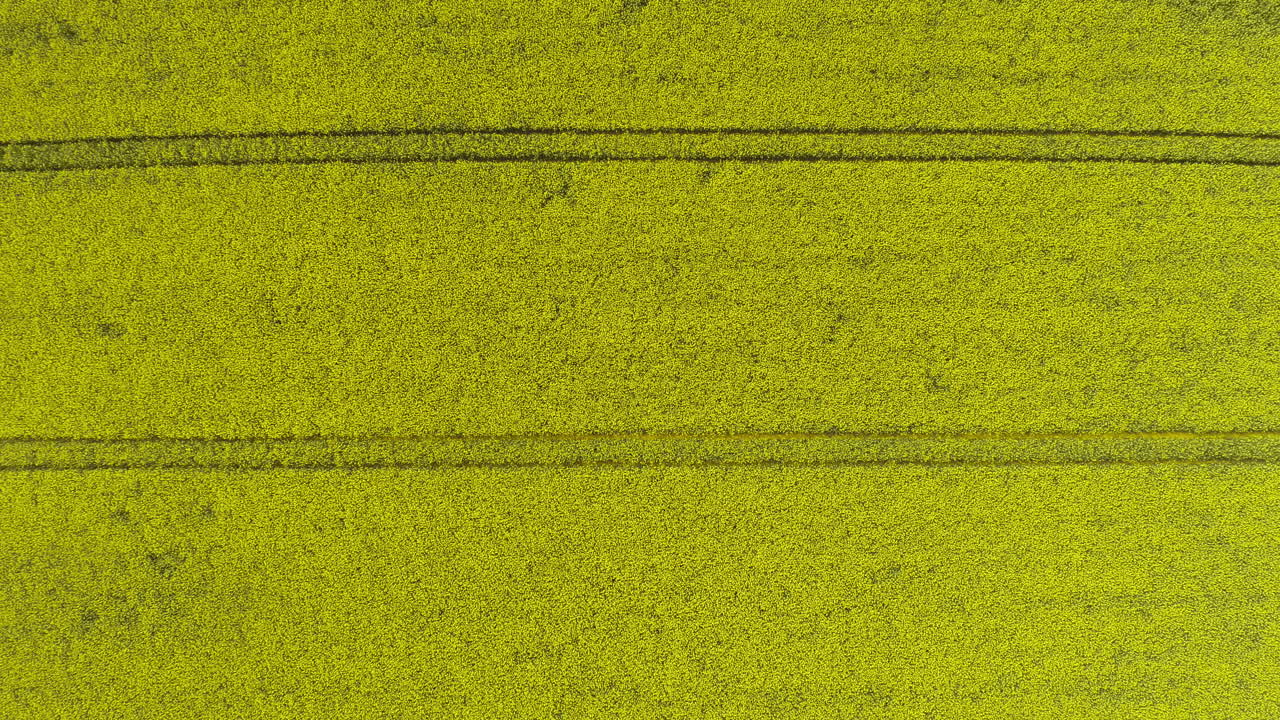Aerial View of Blooming Yellow Rapeseed Field