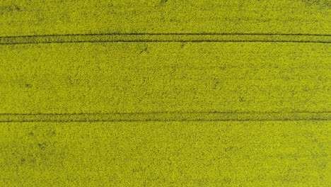 aerial view of blooming yellow rapeseed field
