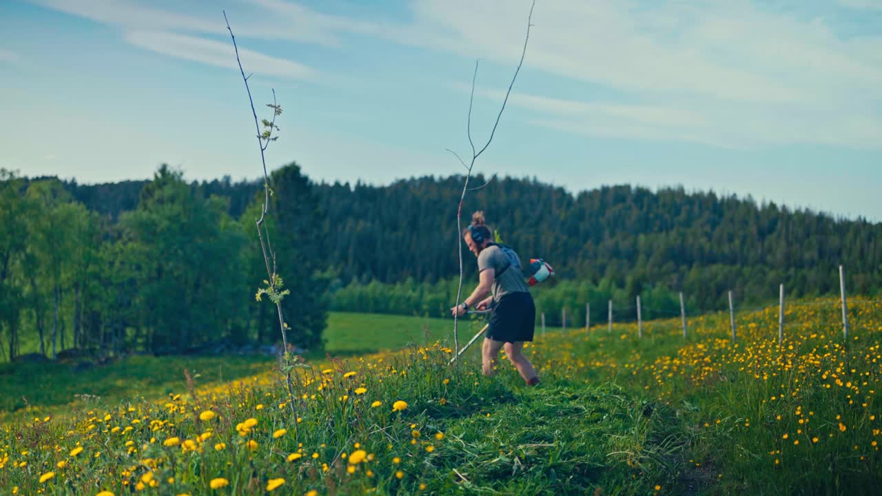Rural Nature Of Yellow Flower Fields With A Man Using A Manual Hand Grass Cutter. Static Shot
