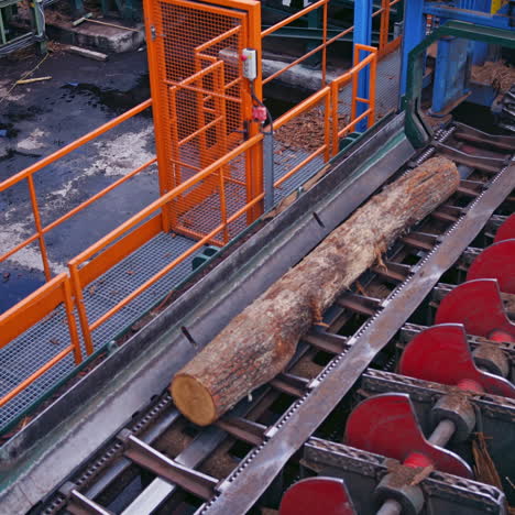 power-saw bench. wooden log is moving on a conveyor line on a sawmill. process of machining logs in the sawmill machine on industrial plant.