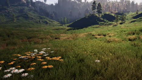 summer landscape in the carpathian mountains