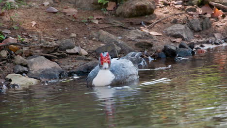 un pato real en el agua