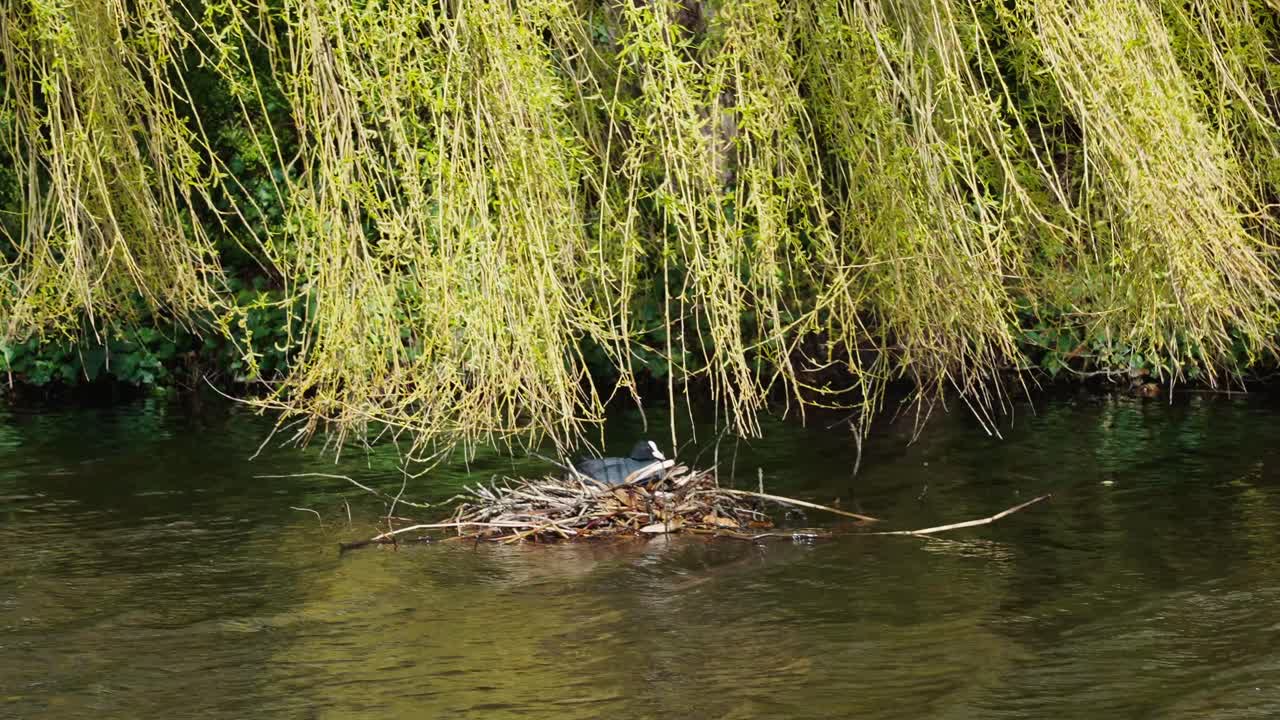 птица евразийский лысун отдыхает на гнезде в реке