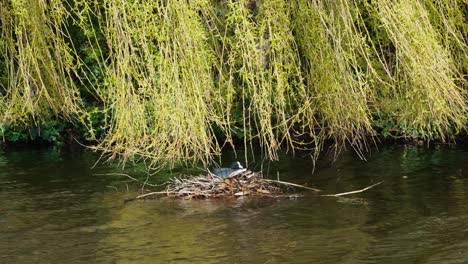 pájaro focha euroasiática descansando en el nido en el río
