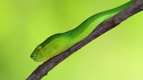 la víbora de labios blancos es una víbora venenosa endémica del sudeste asiático y a menudo se encuentra durante la noche esperando en una rama o rama de un árbol cerca de un cuerpo de agua con muchos alimentos