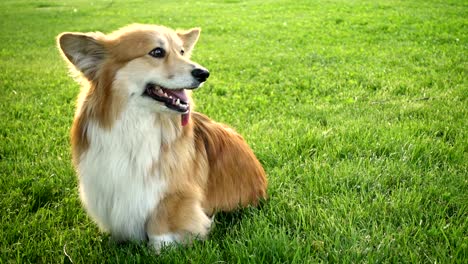 sitting corgi fluffy