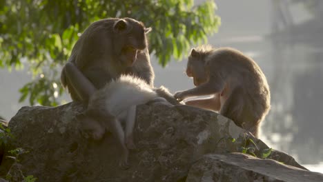 macaques