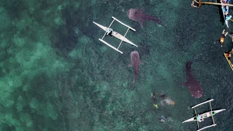 imágenes aéreas de drones de un gran tiburón ballena nadando en el mar cerca de las costas de bohol en filipinas