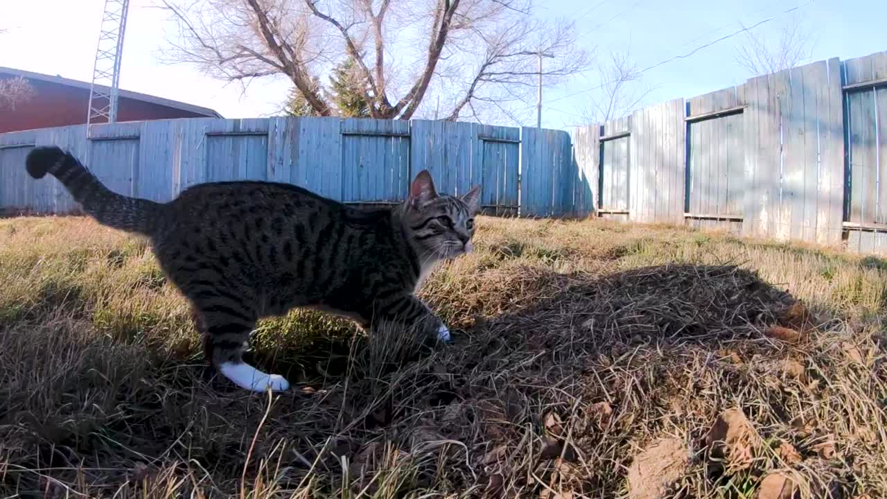 cámara lenta - gato atigrado en la hierba del patio trasero de una casa en el campo
