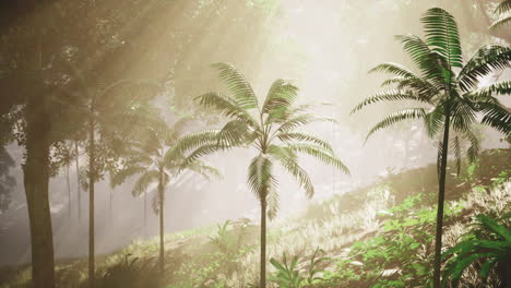 sunbeams in a tropical forest