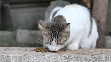 a white and grey cat eating cat food