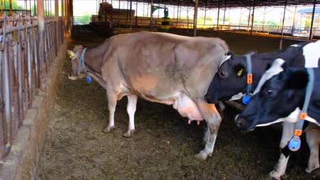 Turquía,-En-La-Granja-De-Vacas,-Vacas-Comiendo,-Ordeñando-Vacas,-Ordeño,-Leche