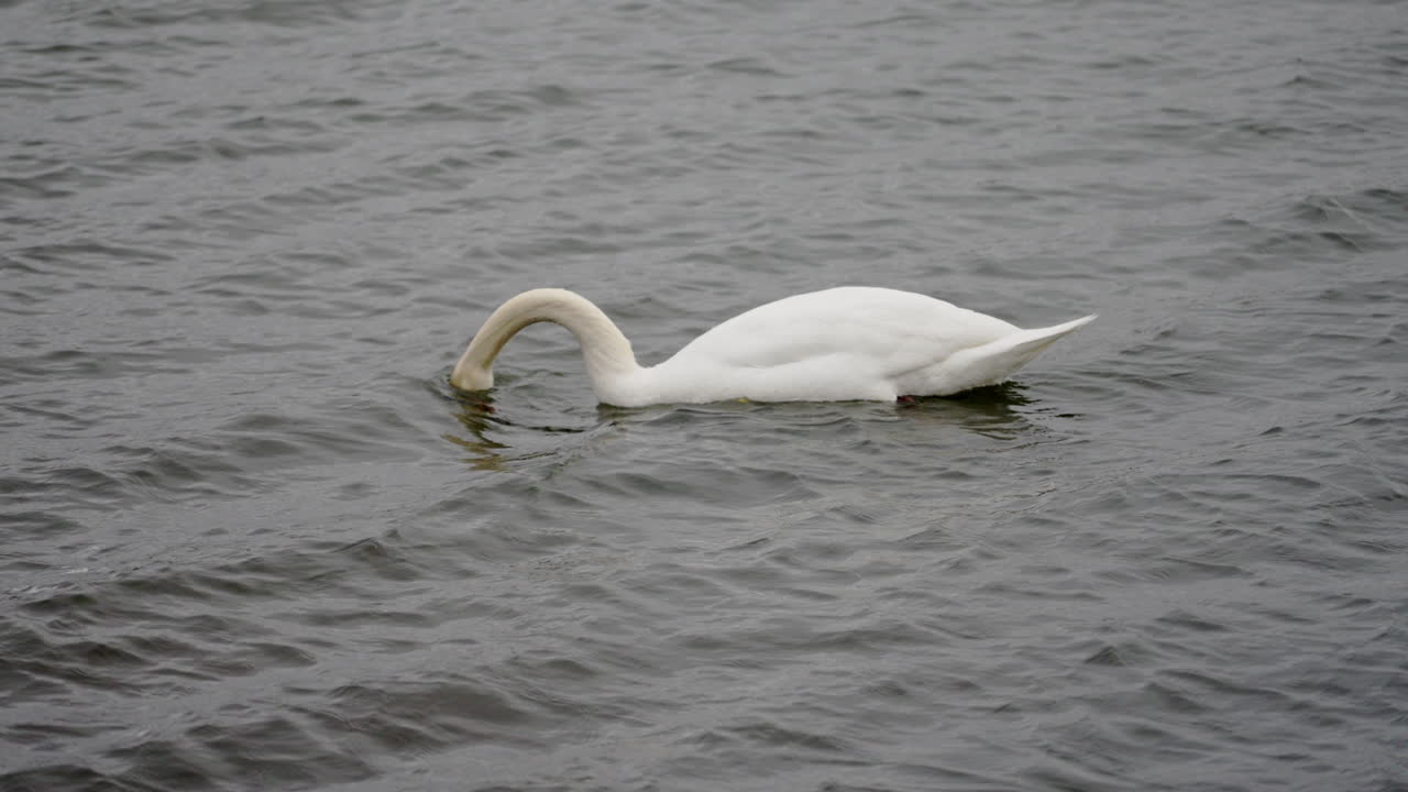 Slow motion shot of swan feeding with it's head underwater then popping it up