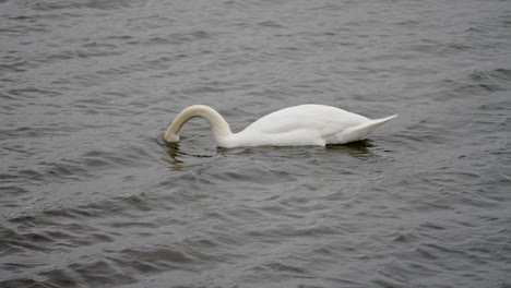 slow motion shot of swan feeding with it's head underwater then popping it up