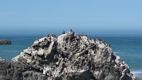 pájaros cormoranes manchados en una roca