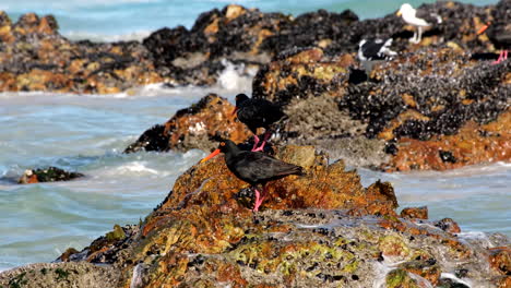 telephoto of two african black oystercatchers on rock splashed by wave