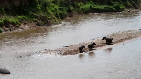 肯尼亞馬拉河 (mara river) 上的一群河馬