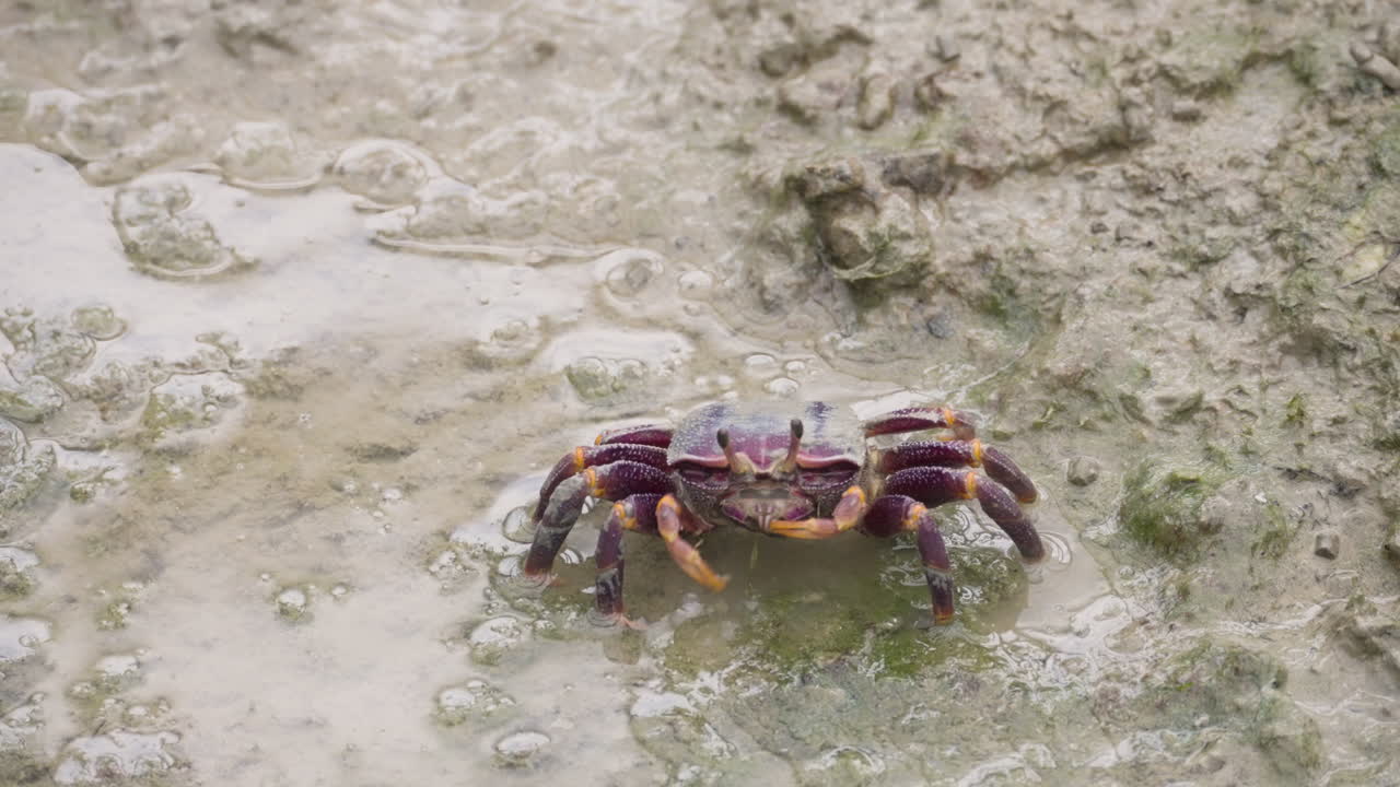 Пресноводный краб ест водоросли на грязной и влажной почве