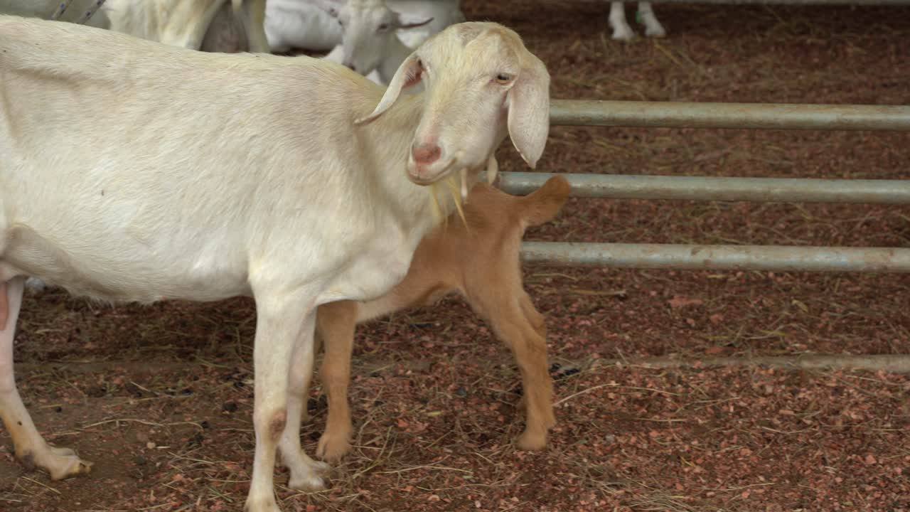 Una capra bianca che mangia erba in un campo in Costa Rica