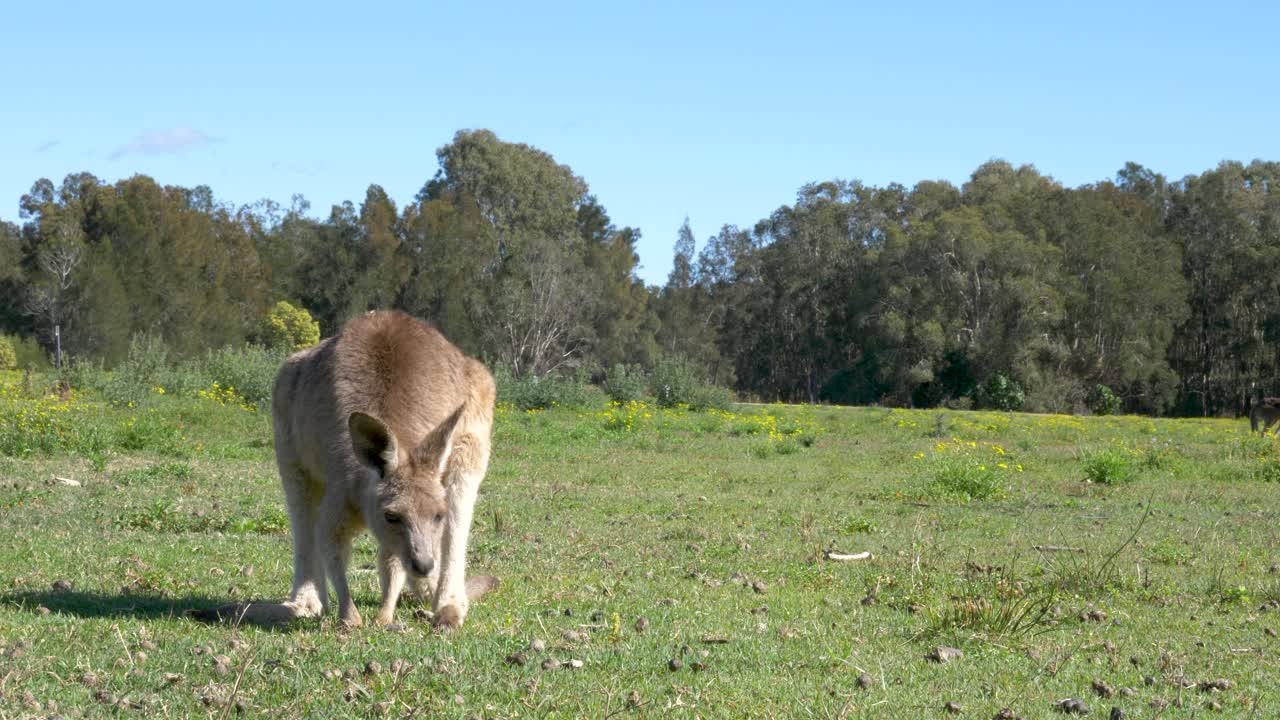 어린 캥거루 조이는 풀이 무성한 방목장 위에 서서 긴 발로 얼굴을 긁는다
