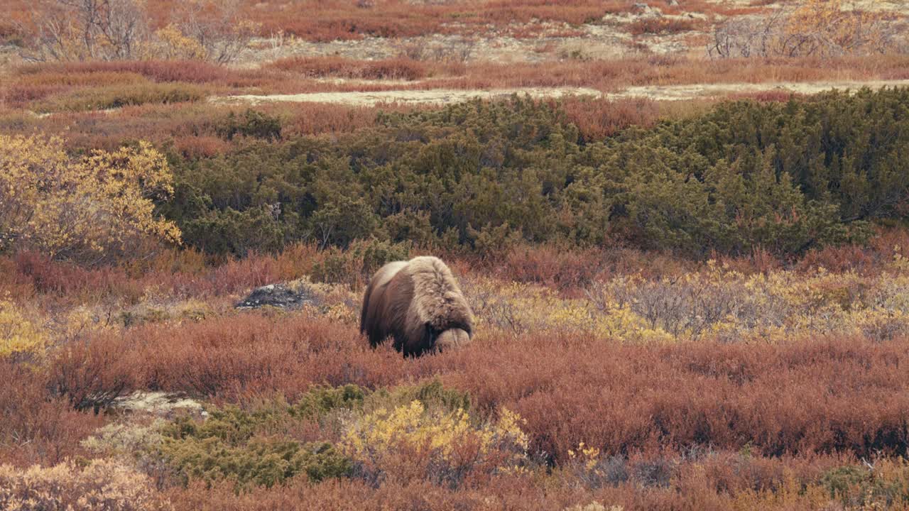 toro de buey almizclero en la tundra, alimentándose de hierba en dovrefjell, noruega durante el otoño - ancho