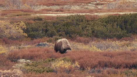 Toro-De-Buey-Almizclero-En-La-Tundra,-Alimentándose-De-Hierba-En-Dovrefjell,-Noruega-Durante-El-Otoño---Ancho