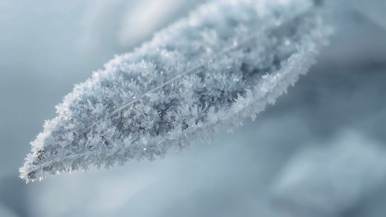 Moving camera revealing elongated leaf shifting focus at frosty twig, highlighting hoarfrost midrib