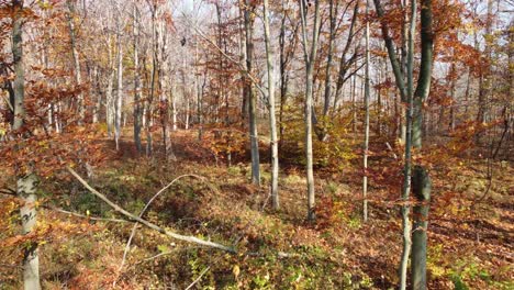 Trees-With-Autumnal-Color-Foliage-In-Pinery-Provincial-Park,-Ontario,-Canada