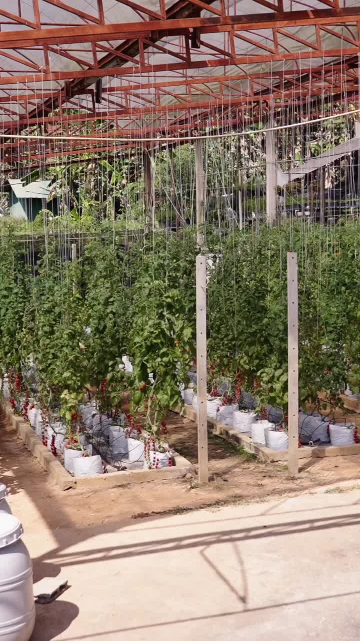 Tomato plants in a greenhouse