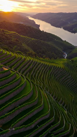 sunset over terraced vineyards in the douro valley, portugal