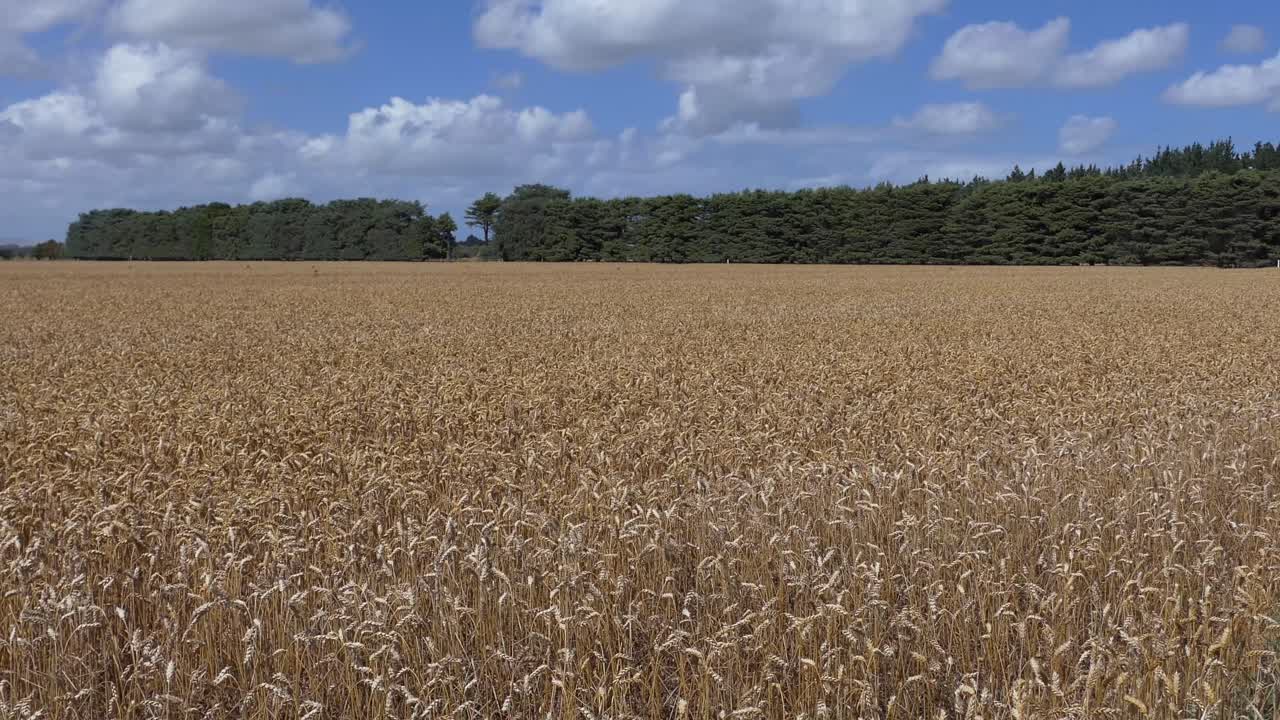 Slow walk on windy summer's day beside golden-colored wheat field - Canterbury, New Zealand