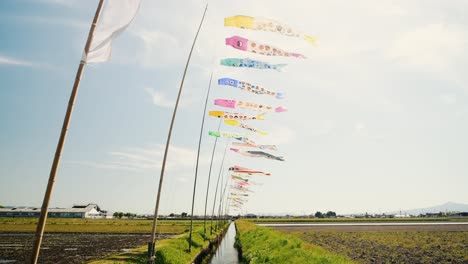 koinobori karpfen-streamer, die am kindertag während der goldenen woche in japan im wind wehen