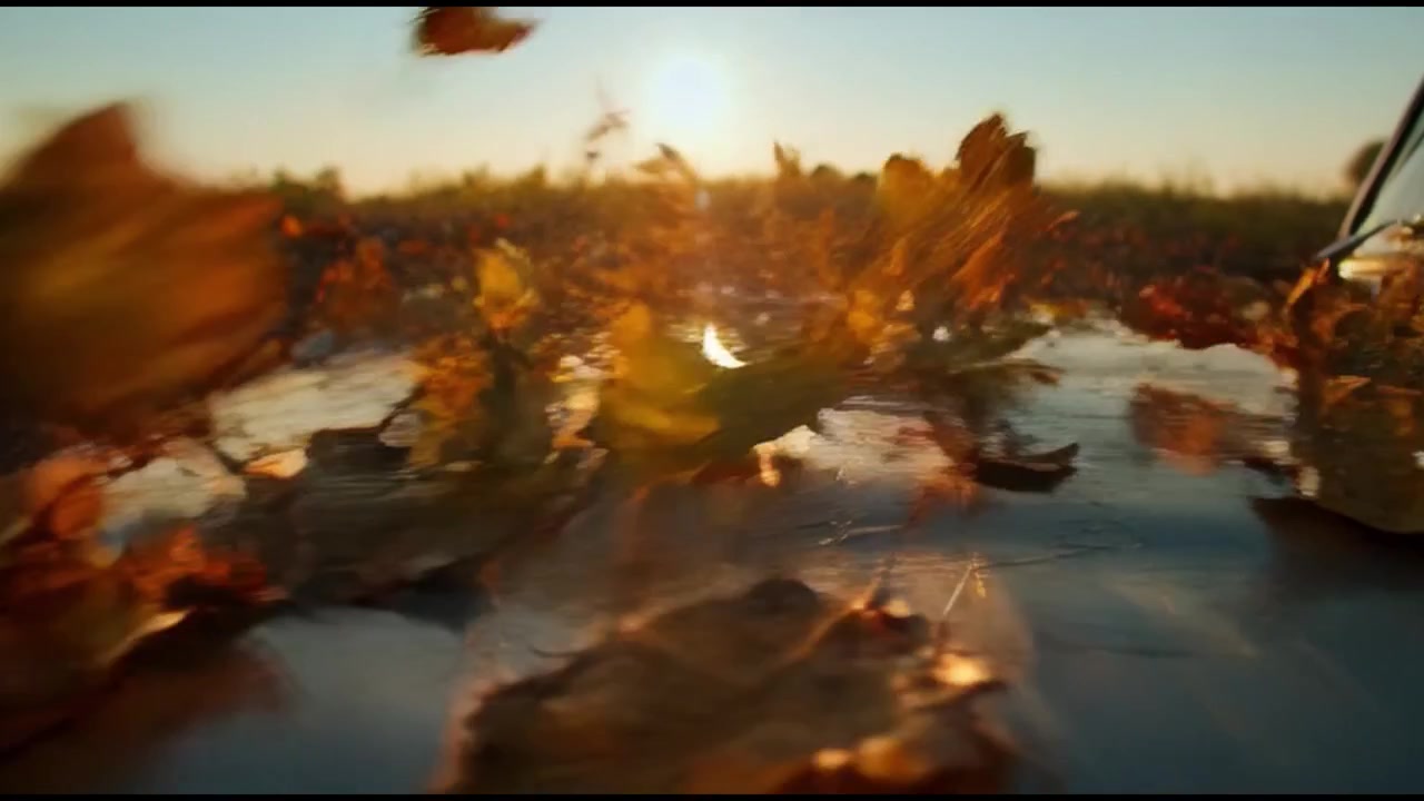 Foglie autunnali che volano via dal cofano dell'auto al tramonto