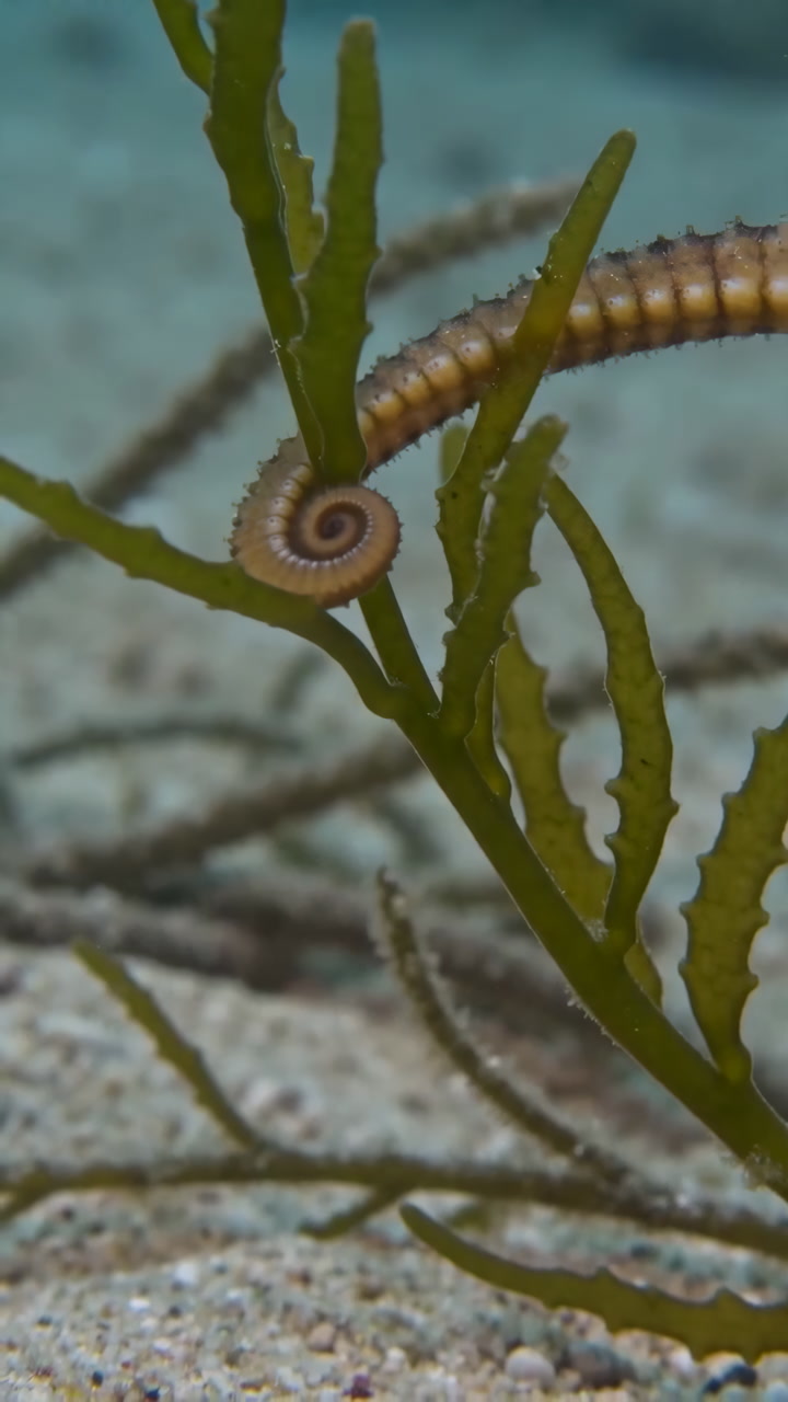 Small Seahorse Coiled Around Kelp, Juvenile Clinging To Seagrass Frond On Sandy Seafloor, Muted Brown Tones,