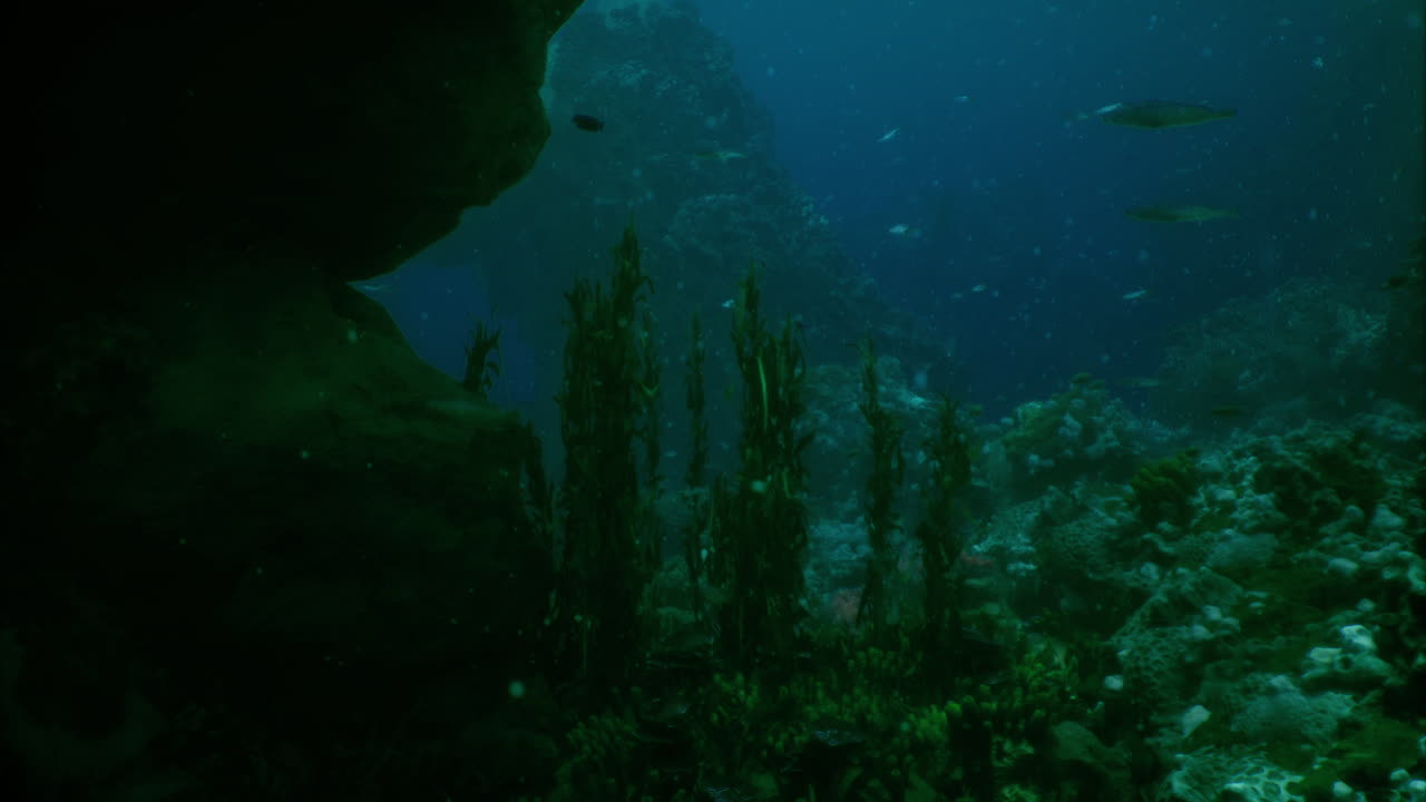 Underwater exploration showcasing diverse marine life and vibrant coral reefs