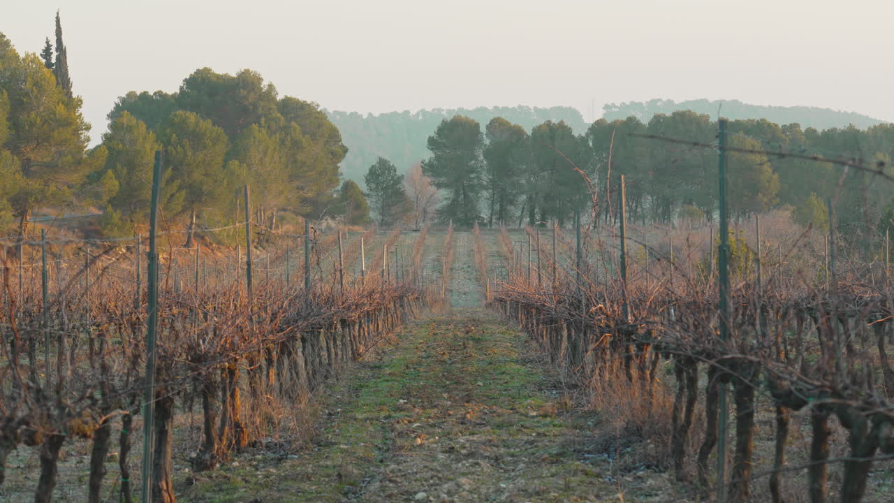Vigneto rustico in autunno con una luce dorata e alberi sullo sfondo