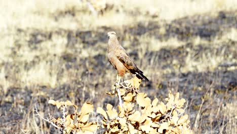 savannah hawk watching around carefully during prime hunting hours