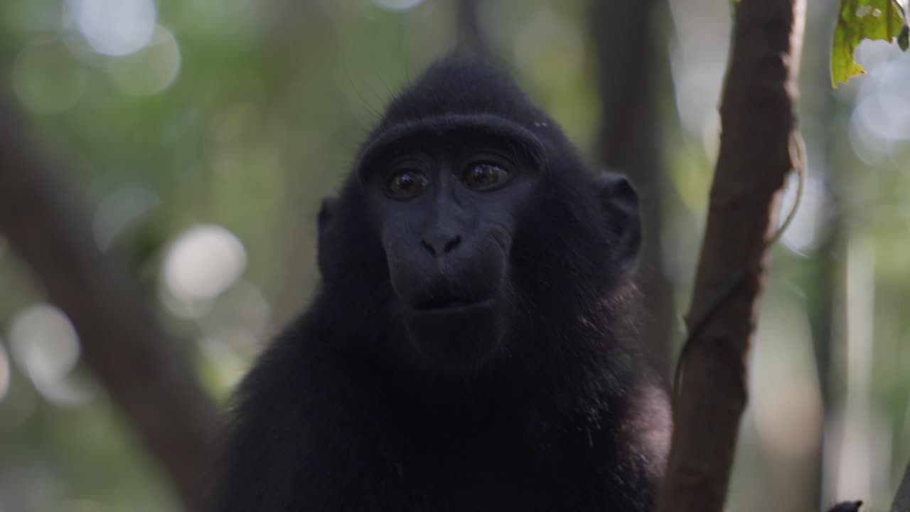 un mono joven en el bosque, la selva en un árbol