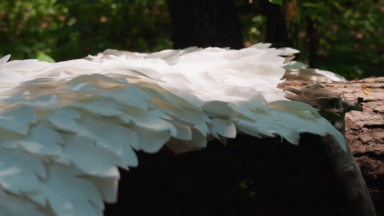 Close up of white angel wings resting on forest log, soft sunlight revealing feather texture and shadows, evoking purity and ethereal calm in peaceful nature setting filled with light and serenity