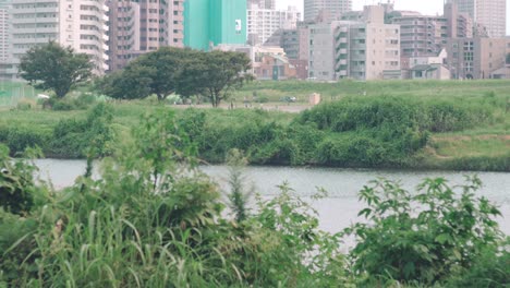 lush green grass and trees growing on the edge and riverside of tamagawa river near the high rise buildings in tokyo, japan