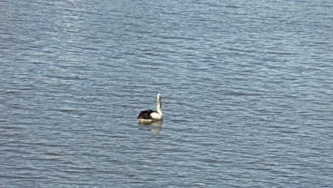 pelícano flotando en el río fitzroy, rockhampton