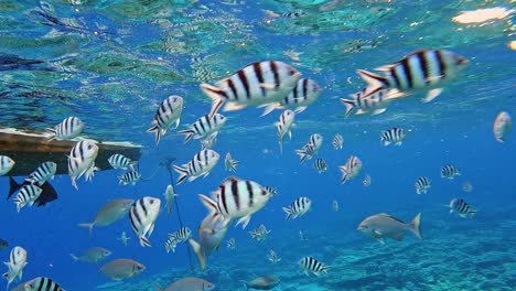 school of sergeant major fishes swimming by an anchored boat -underwater