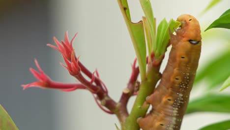 time-lapse shot capturing the speed up motion of an oleander hawk-moth caterpillar with distinctive false eyespot, clings on the plant, feeding on the green stem and leaves in its natural habitat