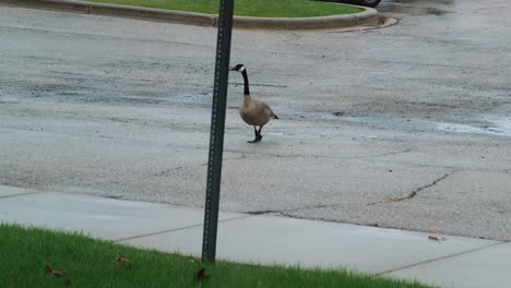 Shot-following-a-canada-goose-crossing-a-road-with-green-grass-on-both-side-of-the-sidewalk-after-rainfall-at-daytime
