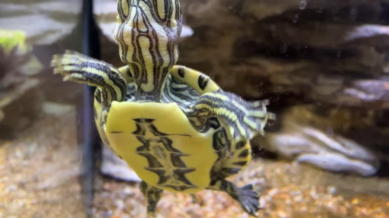 수족관 에 있는 거북이