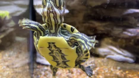 tortuga en un acuario